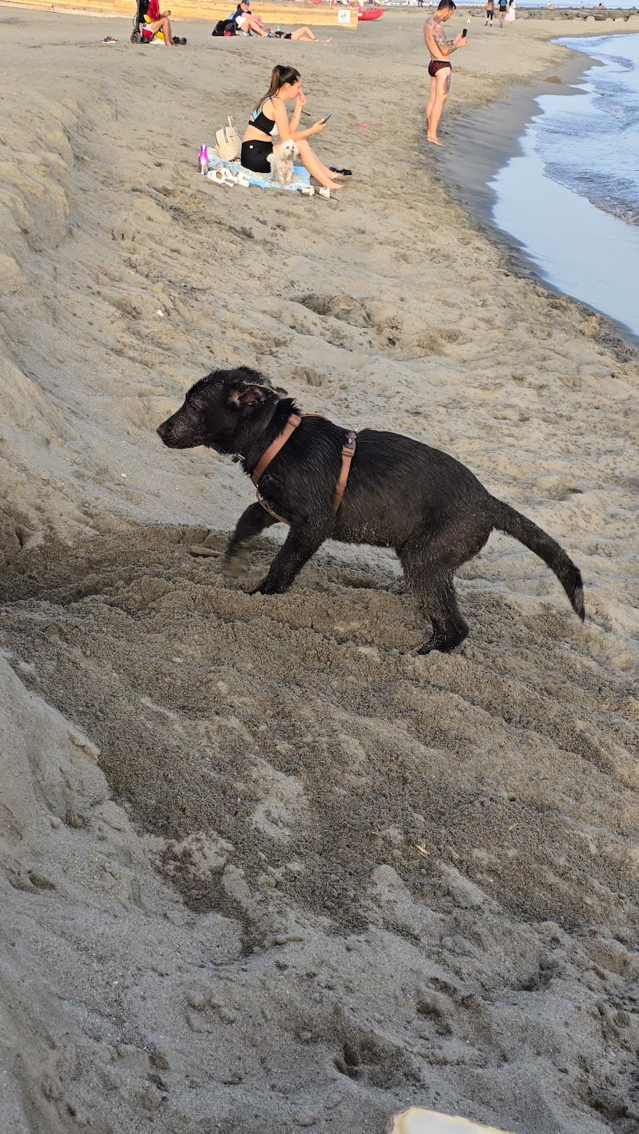 Spiaggia per Cani Ostia photo