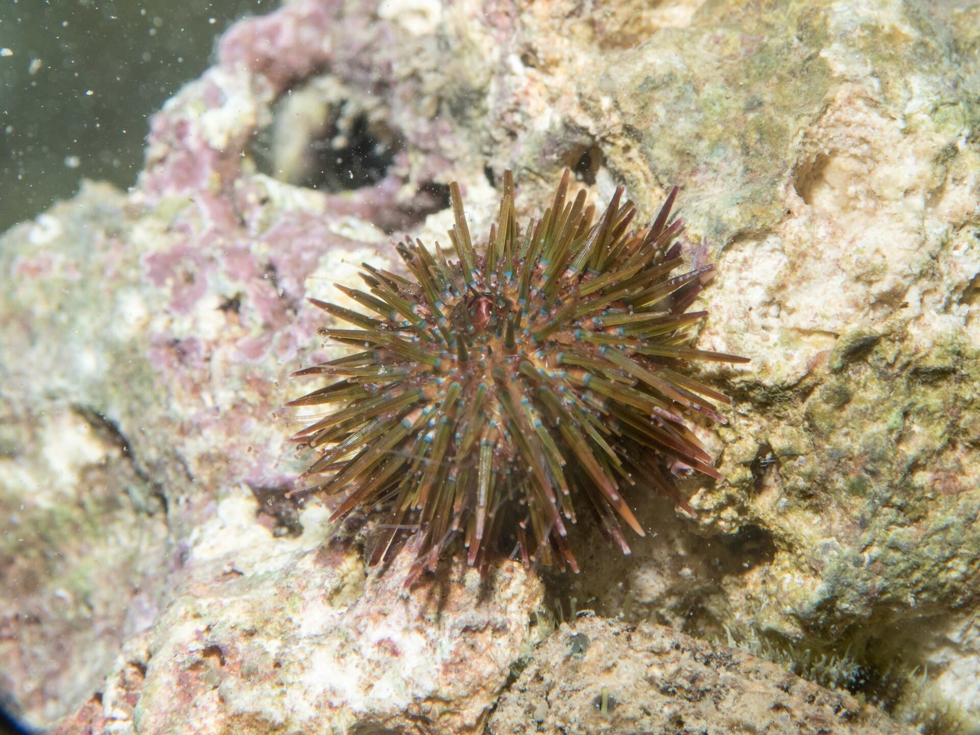 Spiaggia della Costa Merlata photo