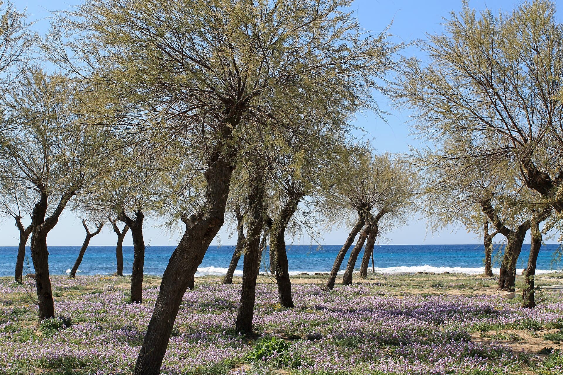 Isola Beach photo