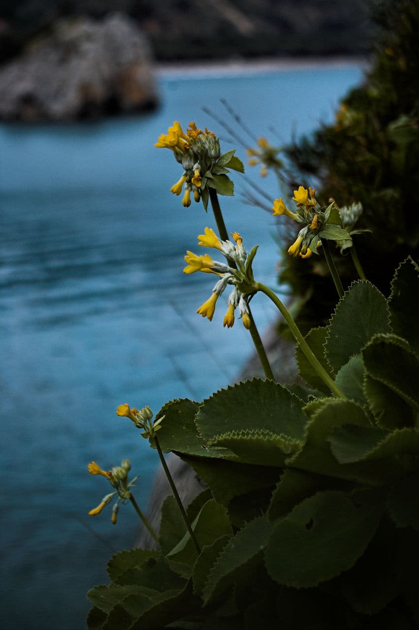 Foto von lido Il Viottolo